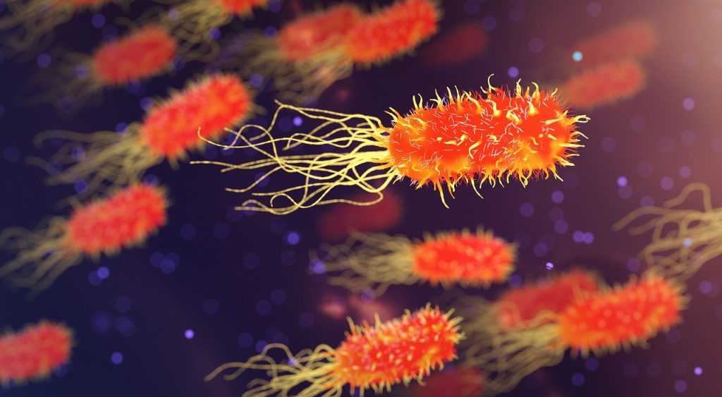 moraxella bacteria laundry microscope illustration