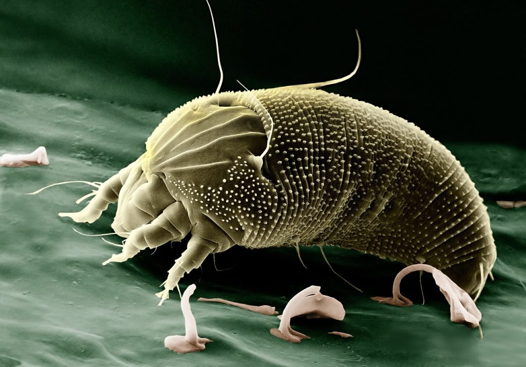 house dust mites under microscope magnified view