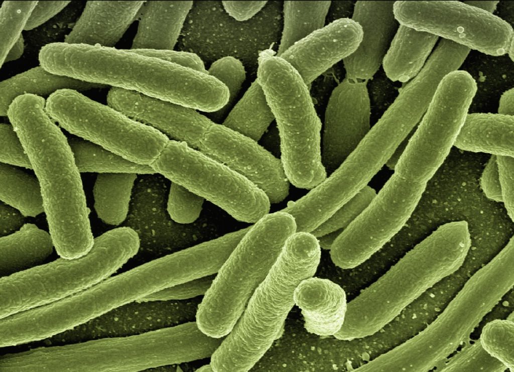 musty towel bacteria under microscope illustration